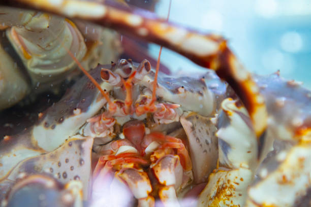 istock King crab portrait 1061835798