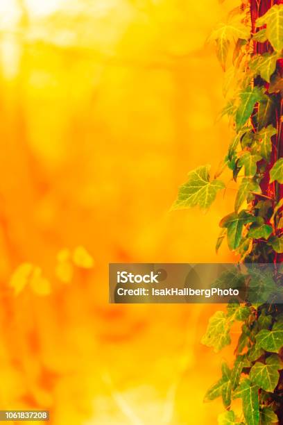 Sunlight Forest Bokehblur Through Trees In Southern Sweden Autumn Stock Photo - Download Image Now