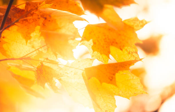 istock Autumn Forest with orange leaves in sunlight - Background 1061838478
