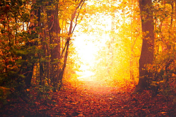 istock Magical Fairytale footpath a late autumn day 1061838584