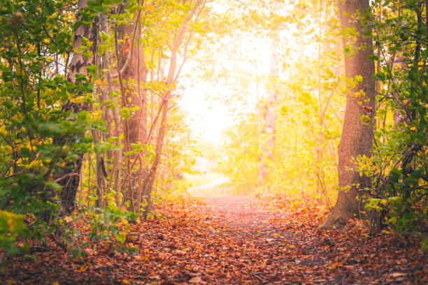 istock Magical Fairytale footpath a late autumn day 1061838718