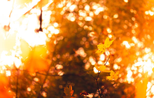 istock Autumn Forest with orange leaves in sunlight - Background 1061838778