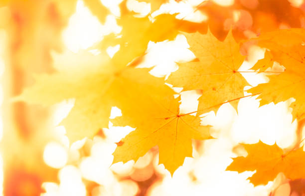 istock Autumn Forest with orange leaves in sunlight - Background 1061838836