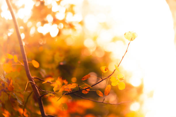 istock Autumn Forest with orange leaves in sunlight - Background 1061839236