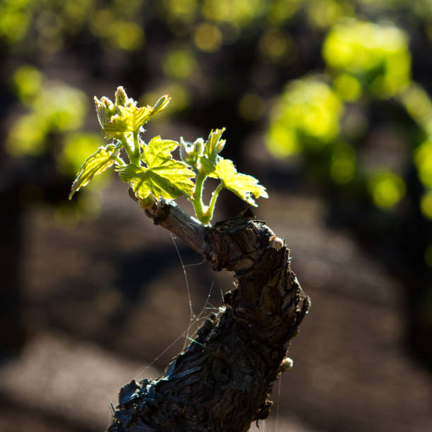 brotación de vid vieja - vine vineyard wine california fotografías e imágenes de stock