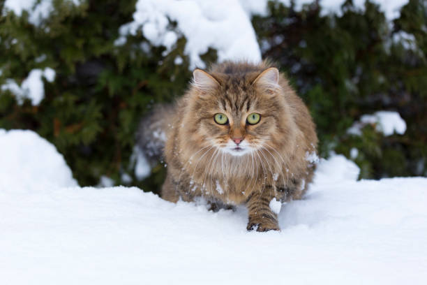 chat marchant dans la neige - chat sibérien photos et images de collection