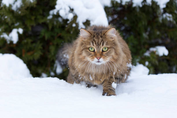 Cat walking in the snow Winter life siberian cat photos stock pictures, royalty-free photos & images