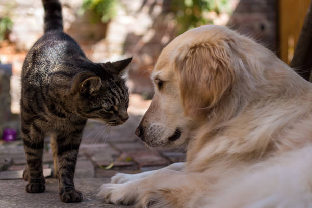 istock Tabby Cat Meets Golden Retriever 1061844744