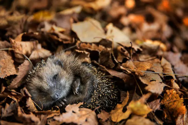 Photo of European hedgehog (Erinaceus europaeus) is sleeping in autumn leaves