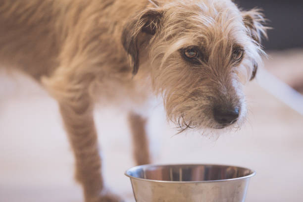 A brown dog eating dry food from a bowl, blur background stock photo