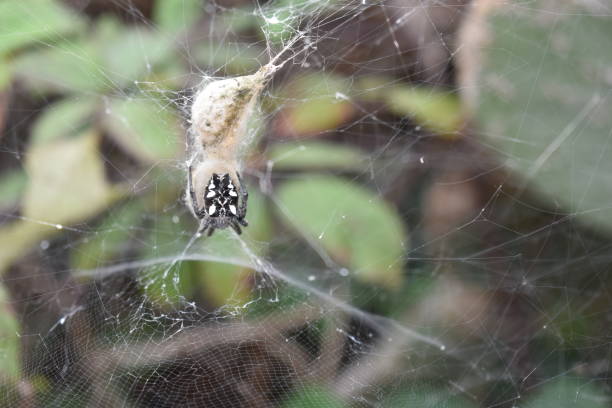 istock Closeup of a cross spider in a spider´s web 1061852074
