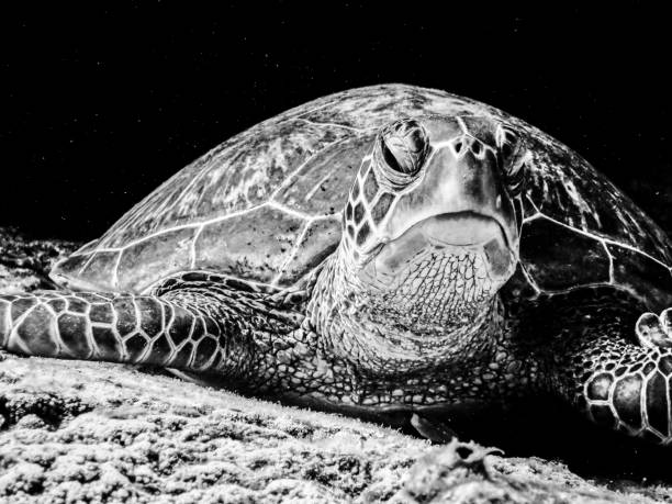 istock Heron Island / Heron Reef - Green Turtle on Heron Bommie 1061855800