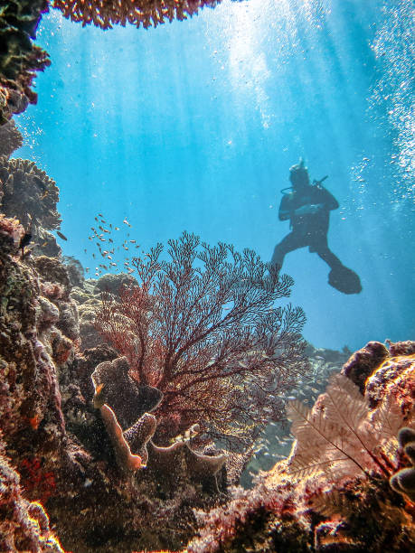 Heron Island / Heron Reef - Diver on Reef Underwater on Heron Reef, Heron Island, Australia tropic of capricorn stock pictures, royalty-free photos & images