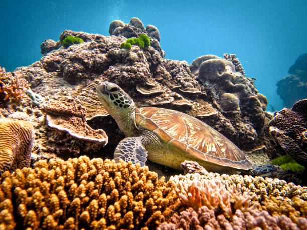 Heron Island / Heron Reef - Hawksbill Turtle at Bluepools Underwater on Heron Reef, Heron Island, Australia great barrier reef marine park stock pictures, royalty-free photos & images