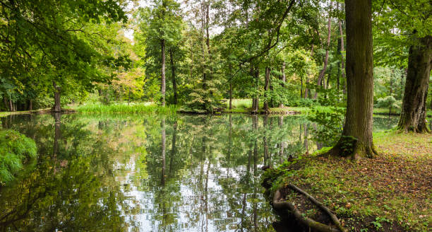 istock Small lake in a forest park 1061856358