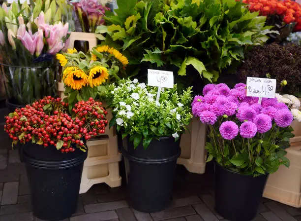 Photo of The famous Amsterdam flower market (Bloemenmarkt). Dahlias, Phlox, sunflowers