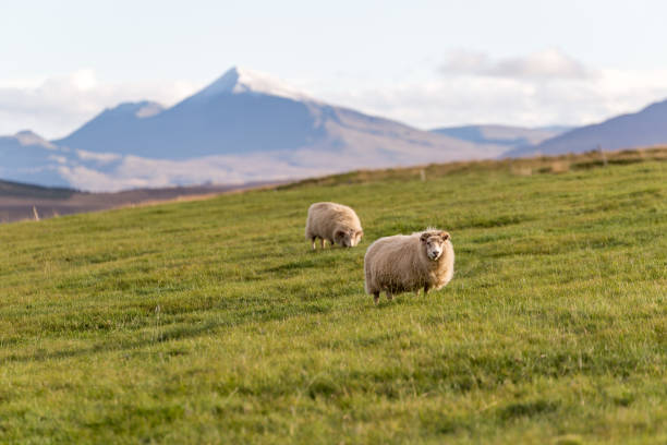istock Sheep of Iceland 1061856814