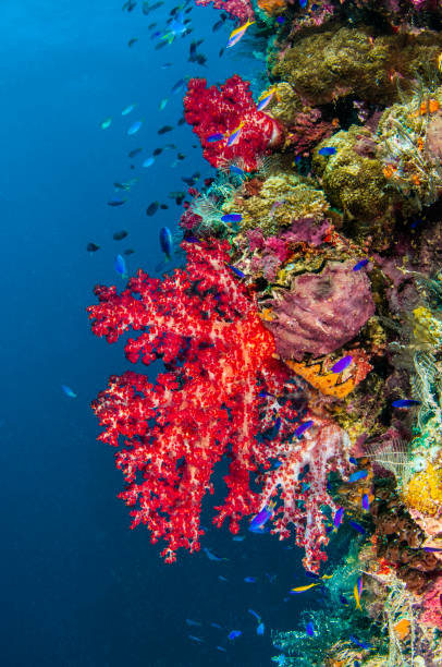 istock Wreck of Soft Coral 1061859404