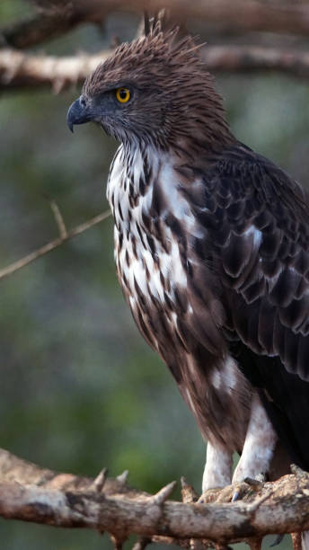 istock Sri Lankan Wild Life 1061859490