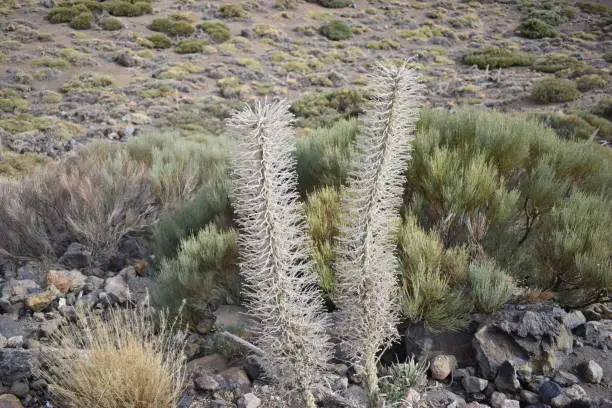 Photo of Dry tajinaste plant near the big famous volcano Pico del Teide in Tenerife, Europe