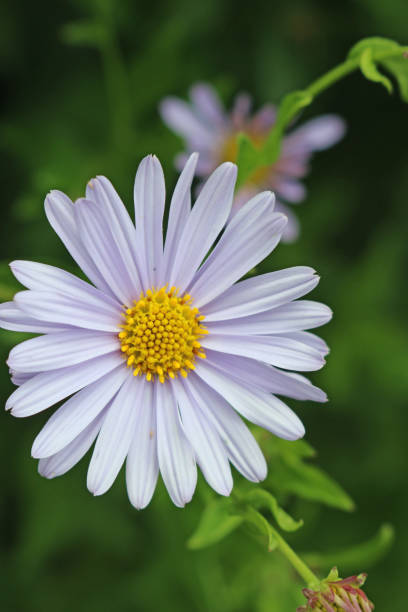 Korean aster Blue Star flower Single Korean aster (Kalimeris incisa var Blue Star) pale blue flower with a further blurred flower and leaves in the background. kalimeris incisa stock pictures, royalty-free photos & images