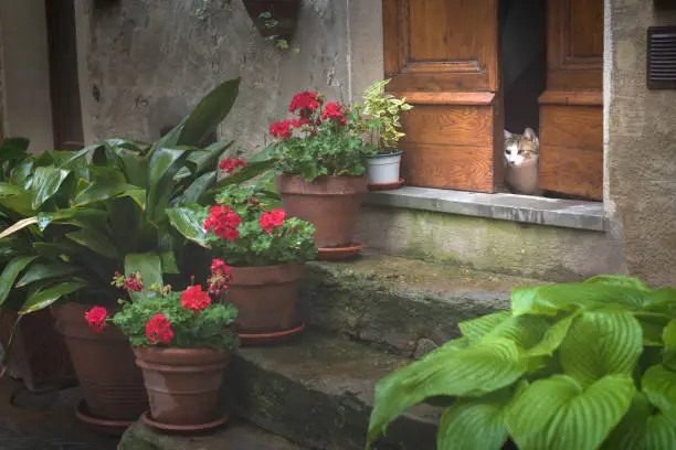 A cat looking over the door amonth beautiful flowers, Tuscany. Italy