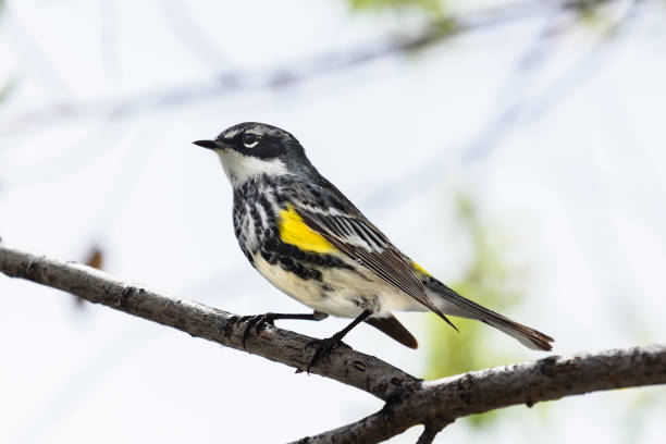 istock Yellow-rumped Warbler Sitting on a Tree Branch 1061868920
