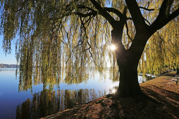 lake_willow - weeping willow - fotografias e filmes do acervo