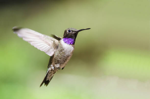 istock Black-Chinned Hummingbird with Throat Aglow While Hovering in Flight 1061871996