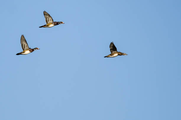 istock Small Flock of Wood Ducks Flying in a Blue Sky 1061872070