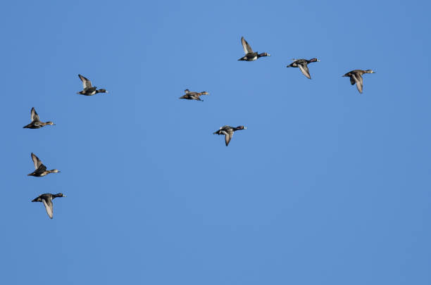 istock Flock of Ring-Necked Ducks Flying in a Blue Sky 1061872116