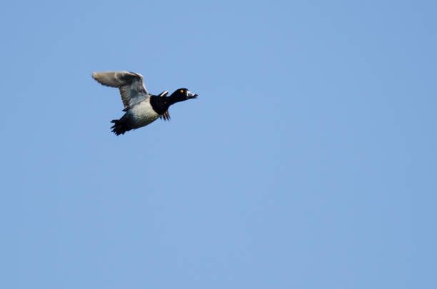 istock Ring-Necked Duck Flying in a Blue Sky 1061872134