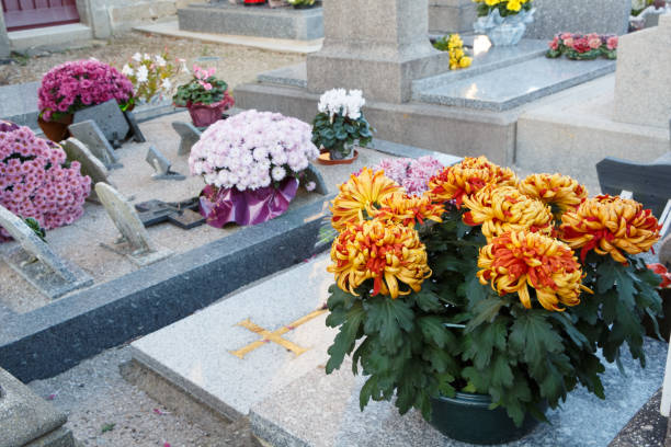 istock Chrysanthemum plants on tombstones 1061873406