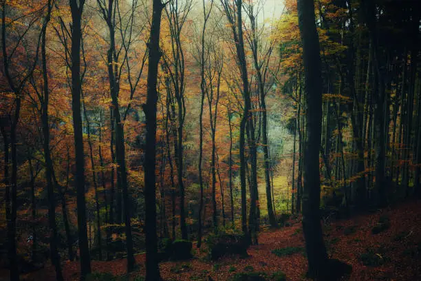 Photo of View of autumn forest in Mullerthal region of Luxembourg