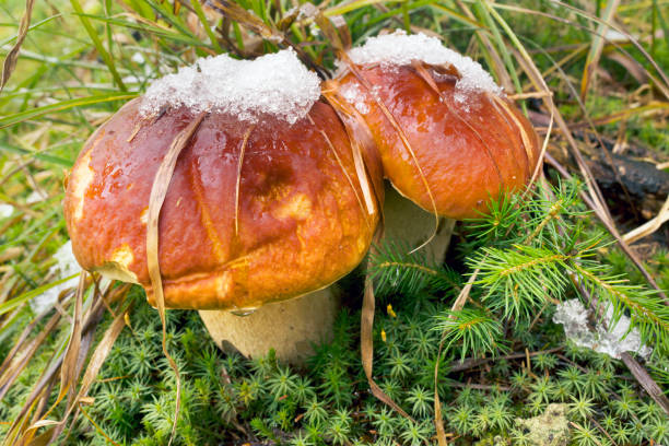 The first snow and frost and the most delicious mountain forest wild mushrooms are a joy for the tourist in the Carpathians, Ukraine. Useful nutritious natural protein for health in a hike