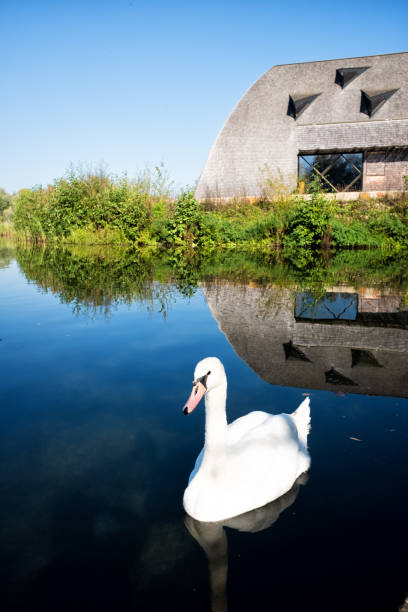 Haff Reimech pond view Remerschen, Luxembourg - October 15, 2017: Swan swimming in the lake near ornithology center Biodiversum in the nature reserve Haff Reimech near Schengen, Luxembourg. Nature and bird protection concept. remich stock pictures, royalty-free photos & images
