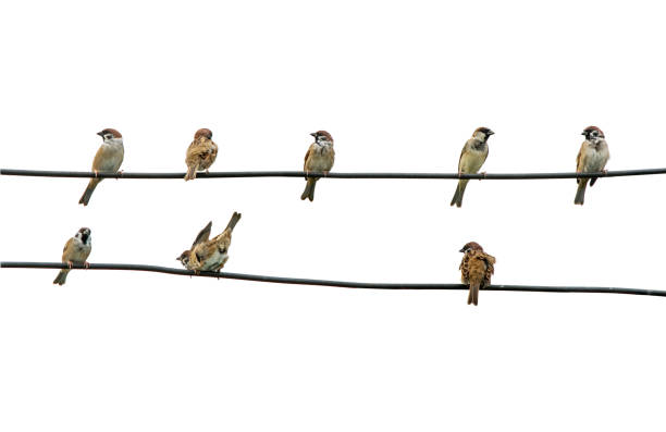 istock Sparrow bird sitting on electric cable isolated on white with clipping path 1061876218