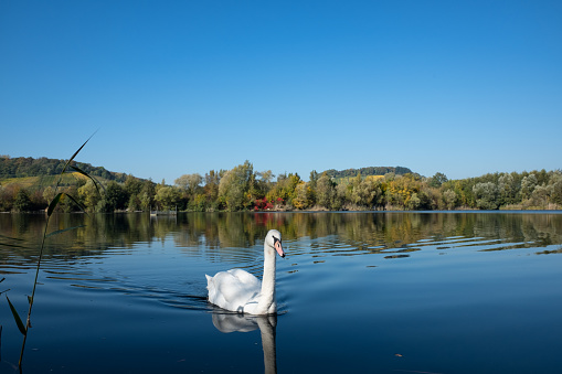 Swan swimming in the lake near ornithology center Biodiversum in the nature reserve Haff Reimech near Schengen, Luxembourg. Nature and bird protection concept.