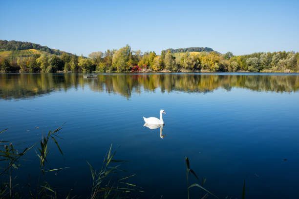 Haff Reimech pond view Swan swimming in the lake near ornithology center Biodiversum in the nature reserve Haff Reimech near Schengen, Luxembourg. Nature and bird protection concept. remich stock pictures, royalty-free photos & images
