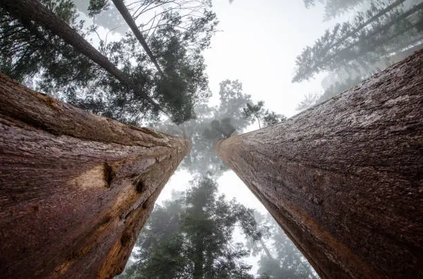 Wide angle view looking up at giant Sequoia trees in Sequoia National Park California