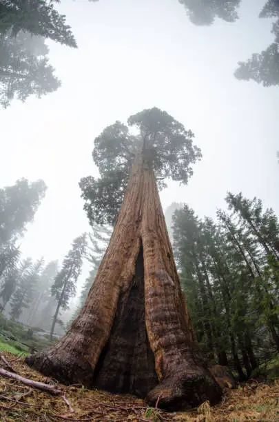 Fisheye view - giant sequoia tree in Sequoia National Park in California on a foggy day