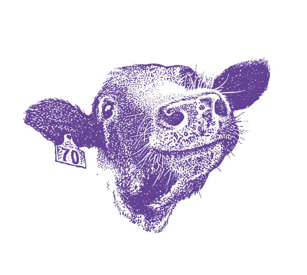 Close up of happy smiling cow Stipple illustration Close up of happy smiling cow cow illustrations stock illustrations