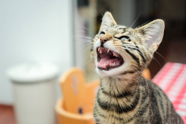 istock Young kitten is hungry and meows for food 1061883370