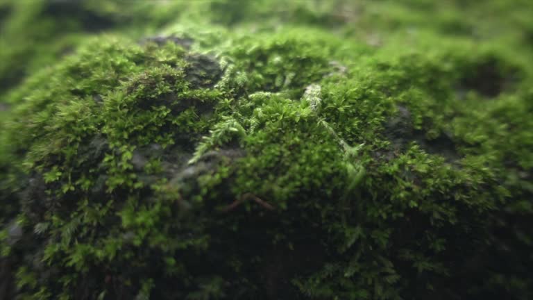 Moss In Wide Dolly Shot Super Slow Motion