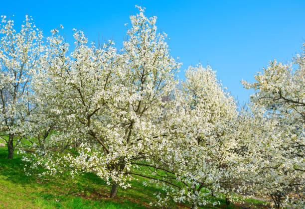 istock Blossom magnolia trees with flowers 1061886334