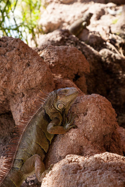 istock Green Iguana also known as Iguana iguana 1061888956