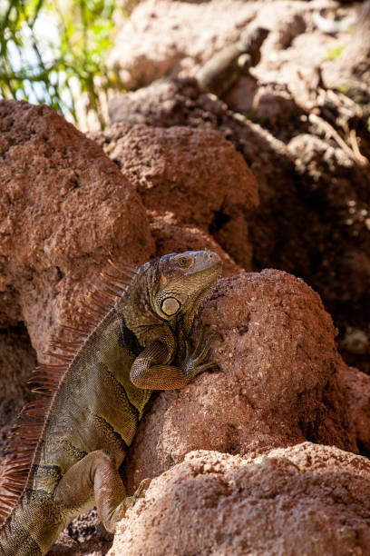 istock Green Iguana also known as Iguana iguana 1061888976