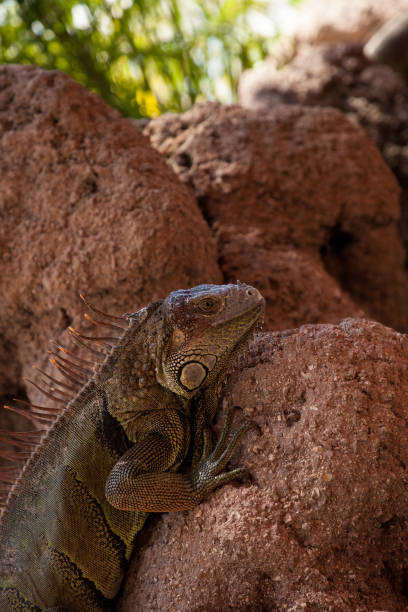 istock Green Iguana also known as Iguana iguana 1061888978
