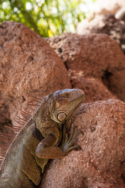 istock Green Iguana also known as Iguana iguana 1061889010