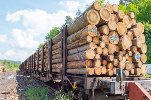 Industry Wood Transportation